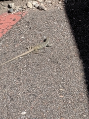 Aspidoscelis neotesselatus