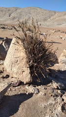 Tillandsia capillaris