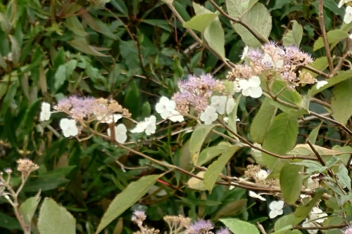 Hydrangea aspera, photograph 4