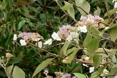 Hydrangea aspera, photograph (c) 如此甚好, some rights reserved (CC BY)