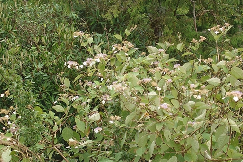 Hydrangea aspera, photograph 5