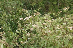 Hydrangea aspera, photograph (c) 如此甚好, some rights reserved (CC BY)