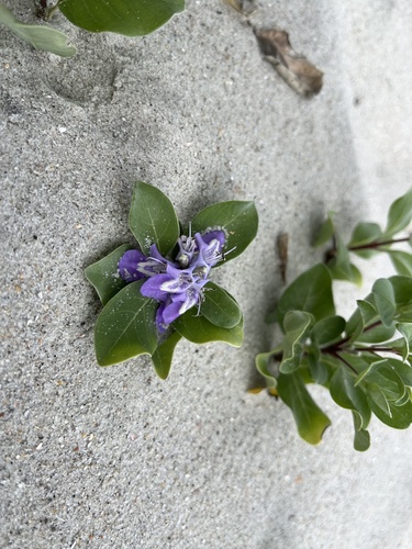 Vitex rotundifolia