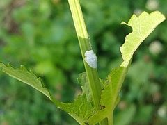 Metcalfa