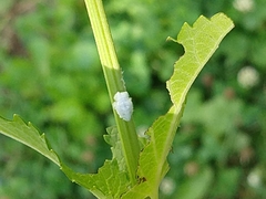 Metcalfa