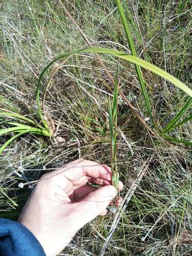 Image of Trichanthecium Cyanescens (Trichanthecium cyanescens) by (c) Guillaume Delaitre, some rights reserved (CC BY)