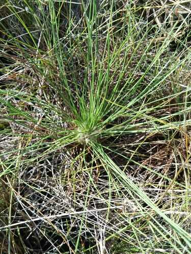 Bulbostylis lanata (Bulbostylis lanata)
