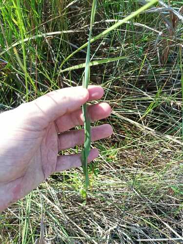 Image of Trichanthecium Cyanescens (Trichanthecium cyanescens) by (c) Guillaume Delaitre, some rights reserved (CC BY)