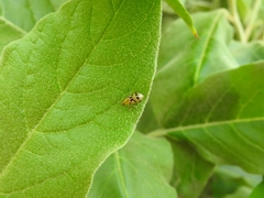 Systena nigroplagiata