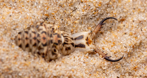 Synclisis baetica