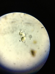 Eubosmina longispina