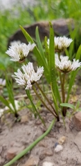 Allium brandegeei