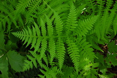 Phegopteris
