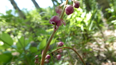 Pyrola asarifolia asarifolia