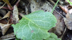 Pyrola asarifolia asarifolia