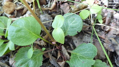 Pyrola asarifolia asarifolia