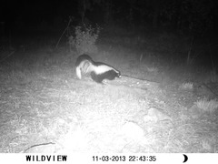 Mephitis mephitis estor