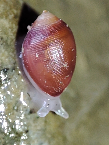Pseudomelampus exiguus