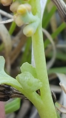 Botrychium pallidum