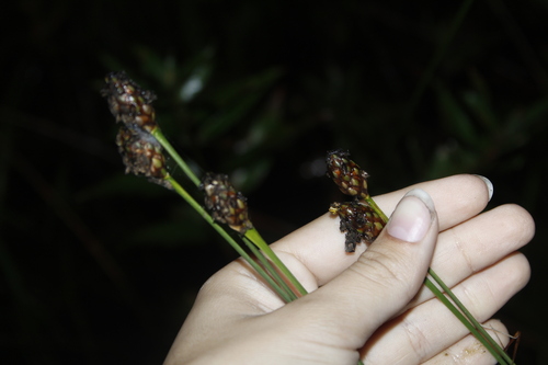 Image of Xyris smalliana by (c) Alex Karasoulos, some rights reserved (CC BY)