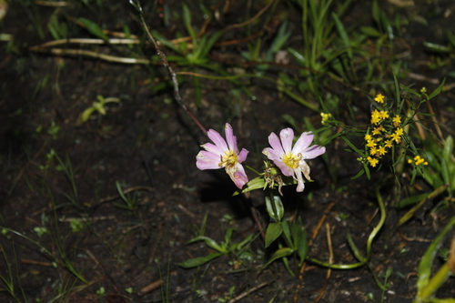 Image of Sabatia kennedyana by (c) Alex Karasoulos, some rights reserved (CC BY)