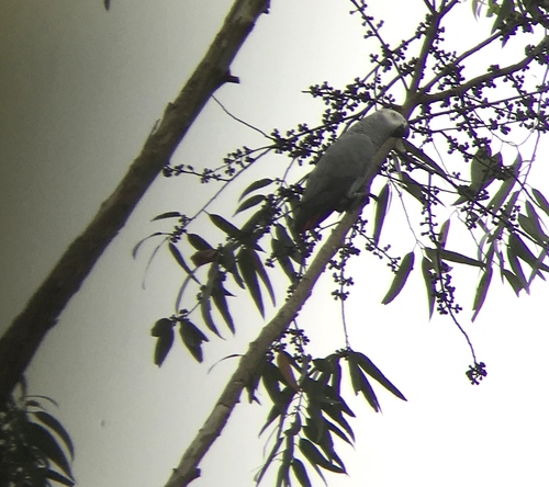 Parrot