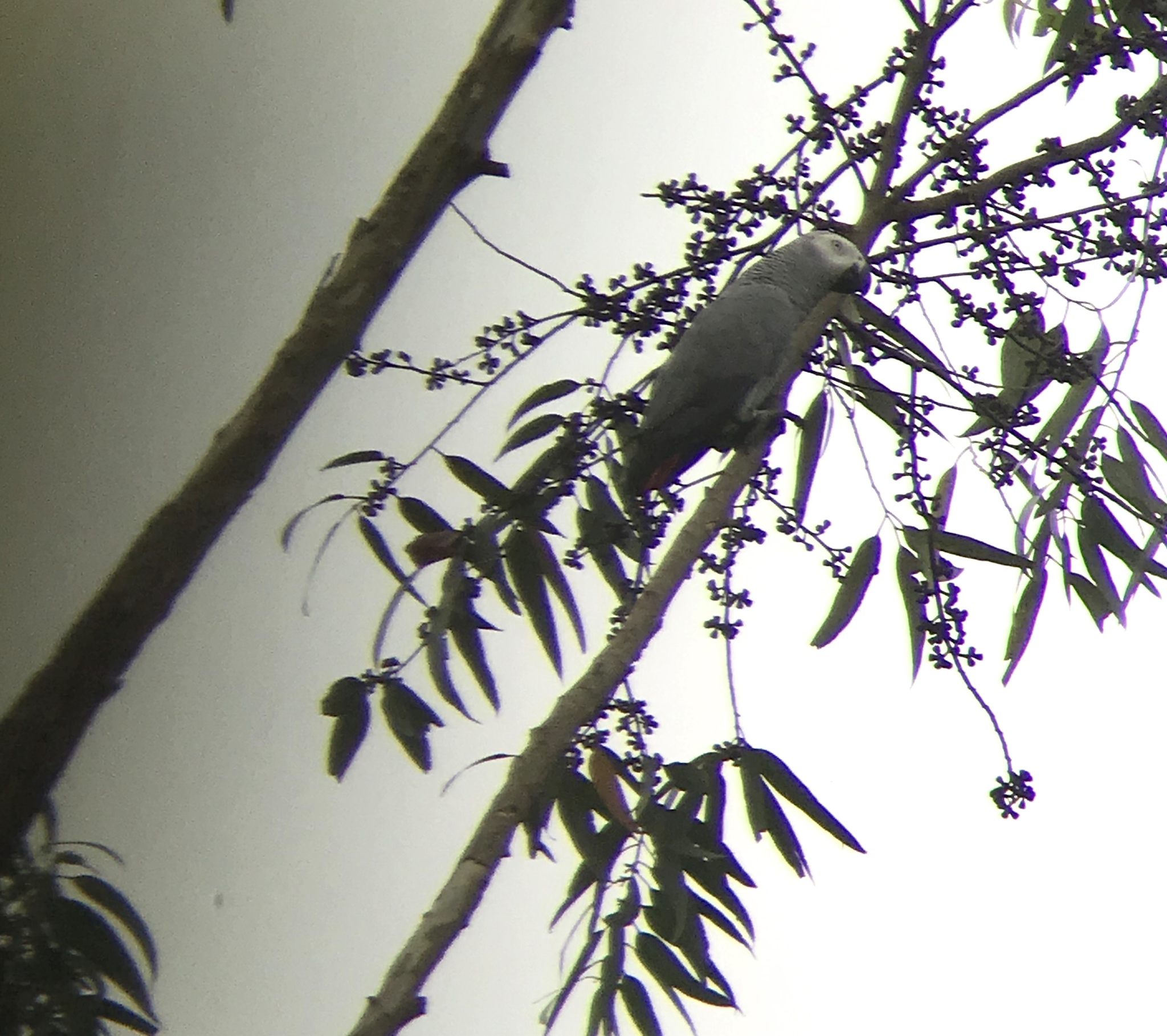 Grey Parrot (Psittacus erithacus)