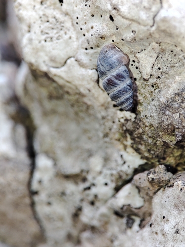 Chondrina kobelti