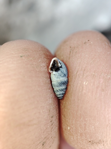 Chondrina kobelti