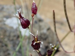 Streptanthus glandulosus niger