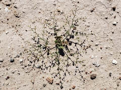 Eriogonum divaricatum