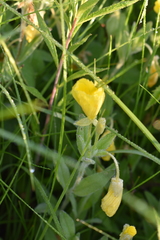 Oenothera pilosella