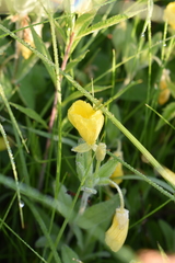 Oenothera pilosella