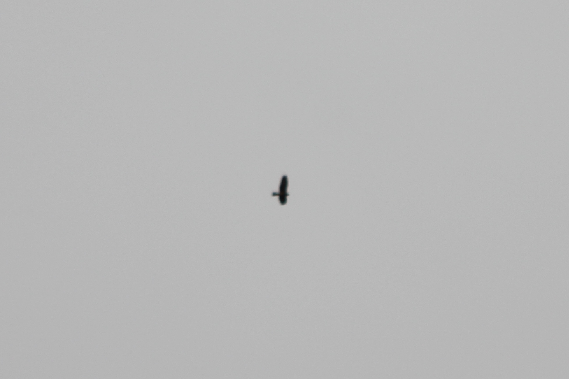 Reunion Harrier (Circus maillardi), photo 9