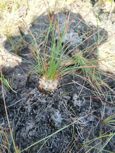 Bulbostylis lanata (Bulbostylis lanata)