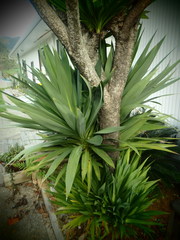 Cordyline obtecta