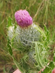 Cirsium brevistylum