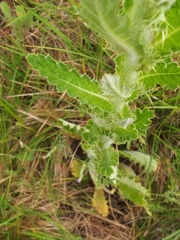 Cirsium brevistylum