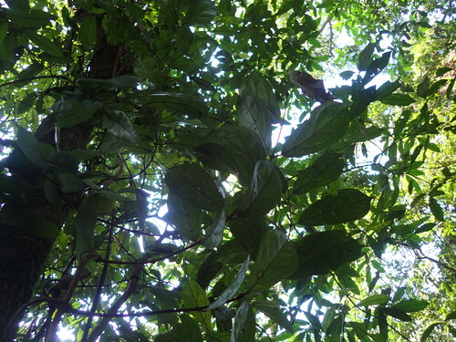 Magic-Rope (Oncinotis tenuiloba)