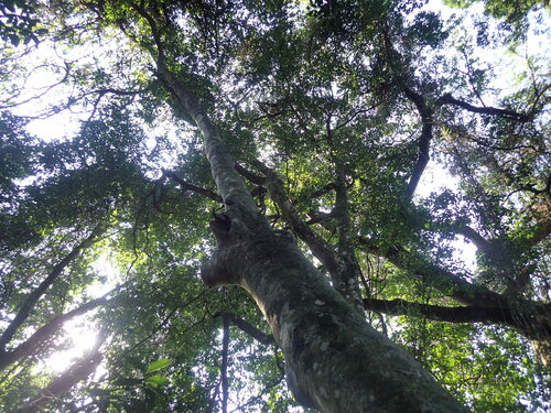 Forest Ironplum (Drypetes gerrardii)