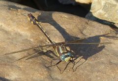 Gomphurus ozarkensis