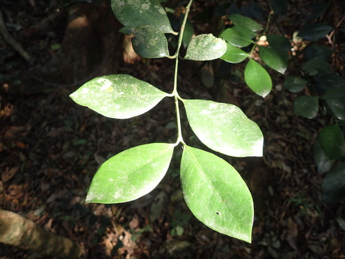 Natal Rose-Apple (Memecylon natalense)