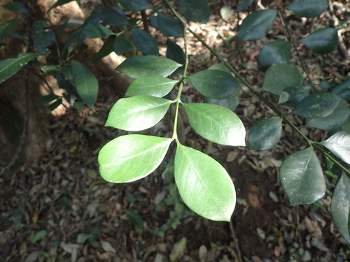 Image of Memecylon natalense by (c) Mahomed Desai, some rights reserved (CC BY)