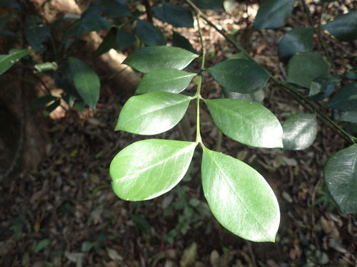 Image of Memecylon natalense by (c) Mahomed Desai, some rights reserved (CC BY)