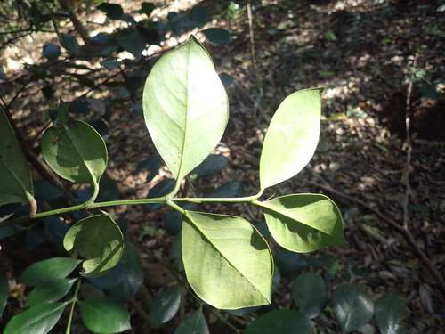 Image of Memecylon natalense by (c) Mahomed Desai, some rights reserved (CC BY)
