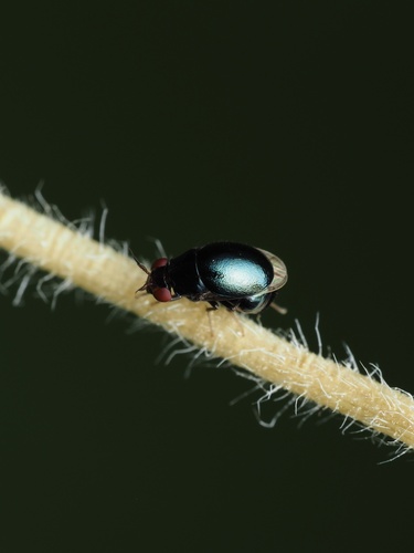 Spaniocelyphus palmi observed 2024-09-02