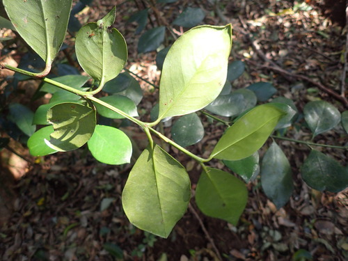 Image of Memecylon natalense by (c) Mahomed Desai, some rights reserved (CC BY)