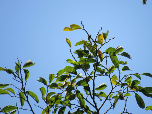 Image of Nuxia floribunda by (c) Mahomed Desai, some rights reserved (CC BY)