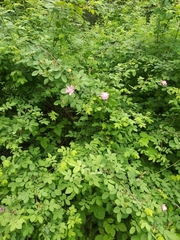 Rosa pisocarpa