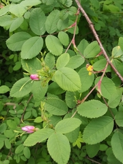 Rosa pisocarpa